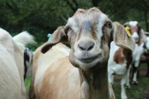 Goat Farm Price Tag Money