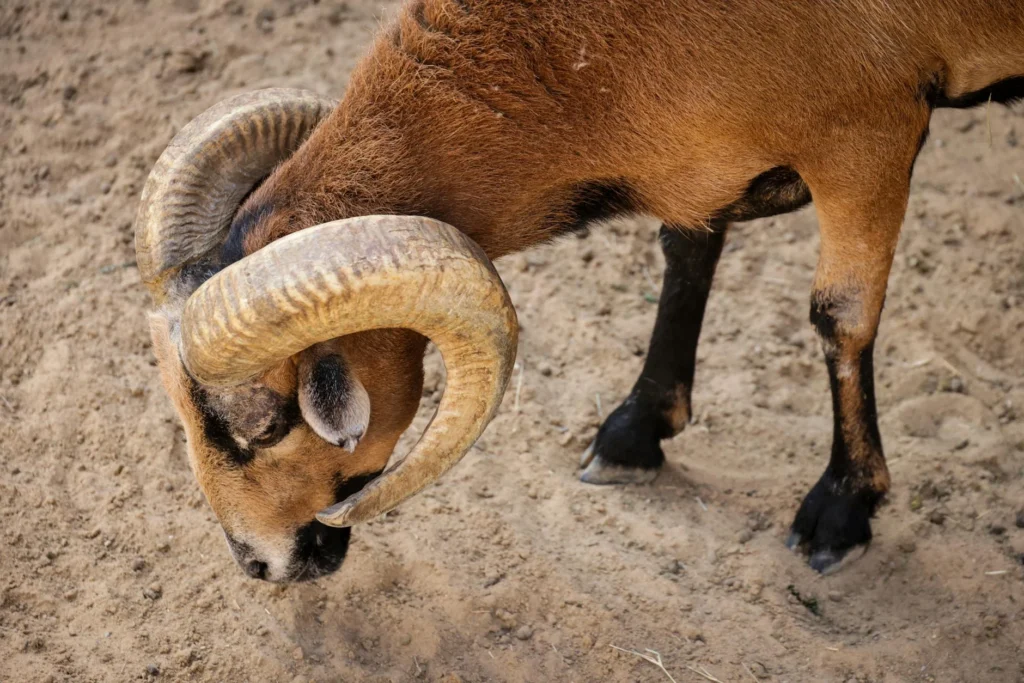 Goat Farm Sheep Animal