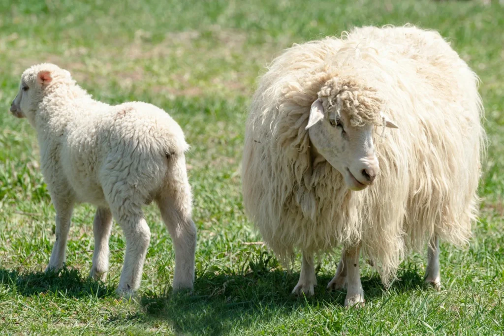 Muslim Family Baby Sheep