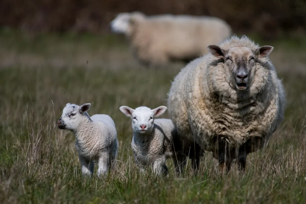 Sheep Family