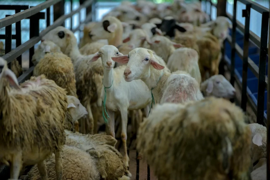 Sheep Farm Animal Meat Cuts